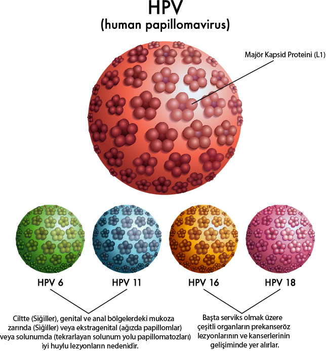 HPV nedir